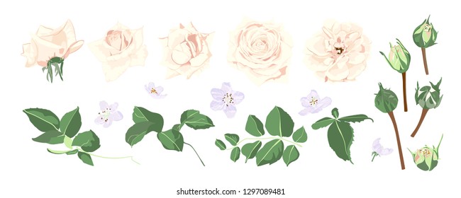 Watercolor Flowers Bouquet, Floral Wedding Collection. Vintage Vector Roses and Decorative Rustic Elements in Pastel Color Design. Spring Flower Illustration for Card and Invite. Isolated Wreath Set.