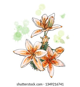 Watercolor  flowers isolated on a white background. Tiger lily. Vector illustration