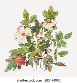 Watercolor flowers  isolated on a white background. Dog rose. Vector illustration.