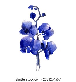 watercolor flowers painting of blue orchid art