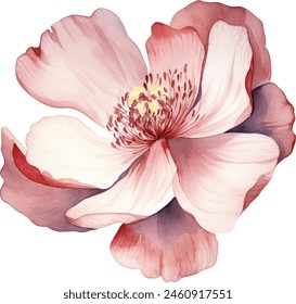 watercolor flowers . It's perfect for greeting cards, wedding invitation, wedding design, birthday and mothers day cards. Watercolor botanical illustration isolated on white background