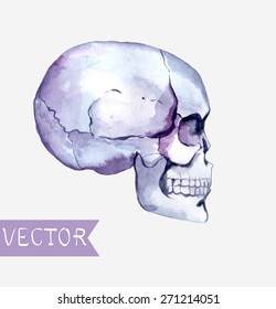 Watercolor flowers and skull background, colorful illustration, Vector