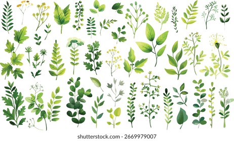 Aquarell Blattwerk. Botanische grüne Blätter und Kräuter. Handgemalte Blumengrafik auf weißem Hintergrund.