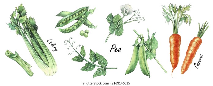 Watercolor Food Clipart. Hand drawn vector Illustration of celery, peas and carrot. Set of fresh organic products. Drawing for magazin and cookbook