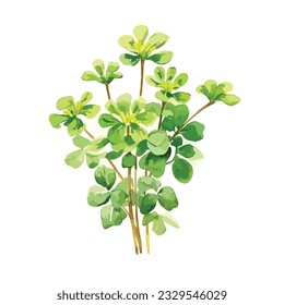 Watercolor Four Leaf Clovers.Watercolor painted repeated strip border with green trefoils clover leaves for celtic holiday.vector