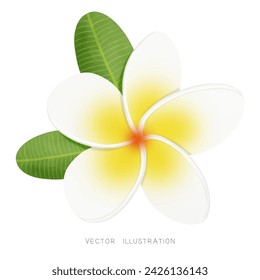 Acuarela de la flor tropical de Frangipani Plumeria sobre fondo blanco. Ilustración vectorial.