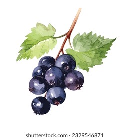 watercolor Fresh black currant with leaves on white background.Fresh, nutritious and tasty black currant. Symbols of berries. Elements for label design. Vector illustration.