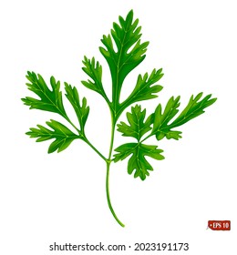 Watercolor of fresh green parsley. Hand drawn vector illustration of herbs and spices on white background. Elements for label design, market, menu, party decoration, restaurant.