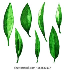 Watercolor fresh green tea leaves set closeup isolated on white background. Hand painting on paper