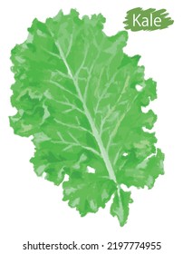 Watercolor fresh kale.  Vector illustration.