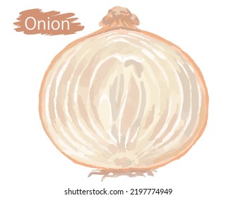 Watercolor fresh onion.  Vector illustration.