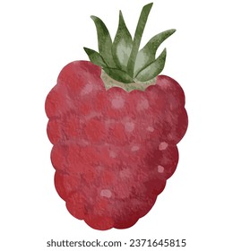 Watercolor of fresh raspberry fruit,vector illustration.