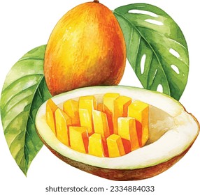  Watercolor Fresh ripe coconut, coconut half piece with white flesh. Tropical coconut fruits on white background