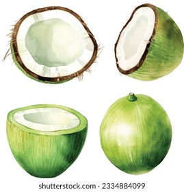  Watercolor Fresh ripe coconut, coconut half piece with white flesh. Tropical coconut fruits on white background