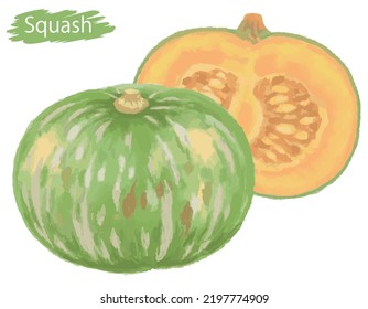 Watercolor Fresh Squash. Vector Illustration.