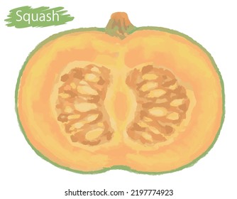 Watercolor Fresh Squash. Vector Illustration.