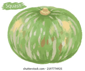 Watercolor Fresh Squash. Vector Illustration.