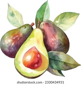 Watercolor fruit avocado isolated on white background