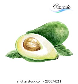 Watercolor fruit avocado isolated on white background