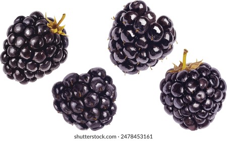 Watercolor fruit blackberry rose isolated on white background