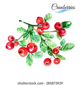 Watercolor fruit cranberries isolated on white background