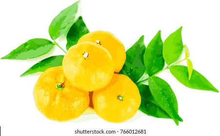 Watercolor fruit orange branch on white background, vector.