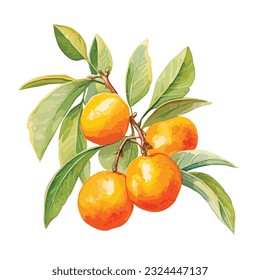 watercolor fruit orange branch. watercolor painting of tangerine fruit on white background.