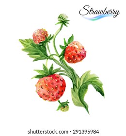 Watercolor fruit strawberry isolated on white background