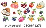 Watercolor fruits, backberry,blueberry, Cantaloupe, Coconut, Date, Dragon fruit, Fig, Grapefruit, Guava, Jujube, Kumquat, Lychee, Mulberry, Nectarine, Olive. White background