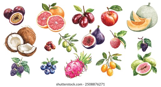 Aquarela, mirtilo, mirtilo, Cantaloupe, Coco, Data, Dragão, Fig, Toranja, Goiaba, Jujube, Kumquat, Lichia, Amora, Nectarina, Azeitona. Fundo branco