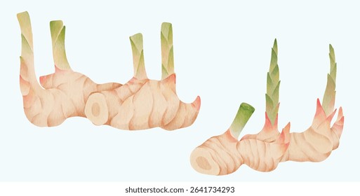 Watercolor Galangal Root, Ginger Plant, Rhizome Illustration