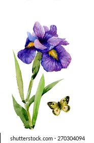 Watercolor garden Iris flowers isolated on white background vector illustration