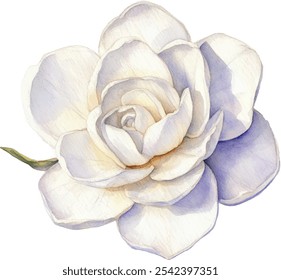 Ilustración de flor de gardenia de acuarela. Pétalos blancos puros pintados a mano con una textura suave y cerosa, aislados sobre un fondo blanco.