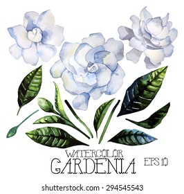 Watercolor gardenia set. Vector design elements isolated on white background