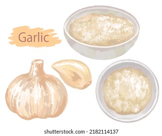 Watercolor garlic isolated on white background. Vector illustration.