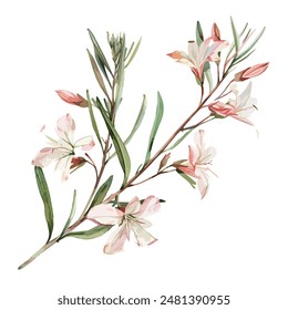 Watercolor of Gaura lindheimeri (Prachtkaars), isolated on a white background, gaura vector, drawing clipart, Illustration Vector, Graphic Painting, design art, logo