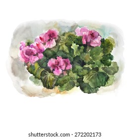 Watercolor geranium on brown background. Vector illustration.