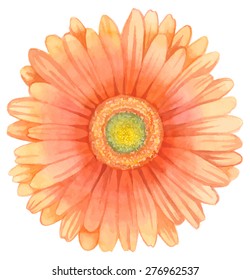 Watercolor gerbera.