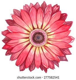 Watercolor gerbera.