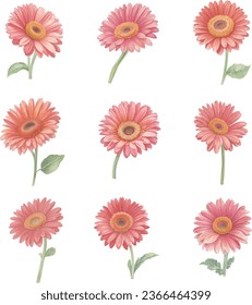 Flores gerbera acuarelas aisladas en un fondo blanco. Ilustración vectorial dibujada a mano.