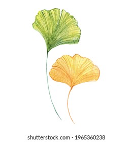 Watercolor of Ginko leaf, Autumn and nature concept, vector eps10.