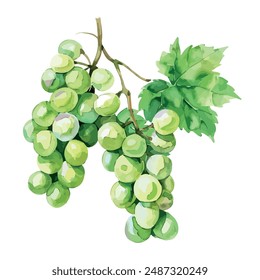 Watercolor of grape branch, isolated on a white background, grape branch vector, drawing clipart, Illustration Vector, Graphic Painting, design art, logo