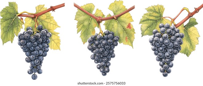 Watercolor grape bunch of green and dark grapes isolated on a white background illustration vector