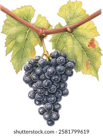 Watercolor grape bunch of green and dark grapes isolated on a white background illustration vector
