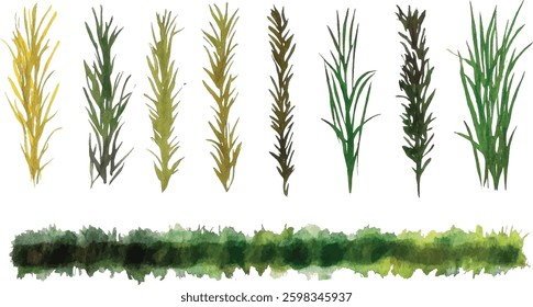 Watercolor Grass Vector Illustration on White Background.