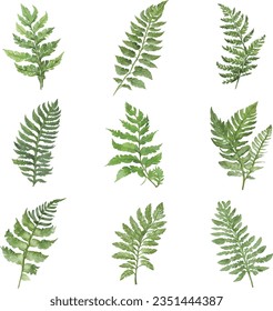 Watercolor green Asplenium leaves set isolated on white background. Hand drawn illustration.