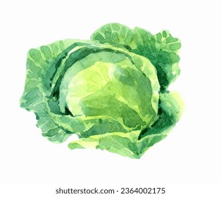 Watercolor green cabbage. Hand-drawn illustration of vegetable isolated on the white background