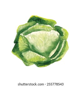 Watercolor green cabbage vegetable