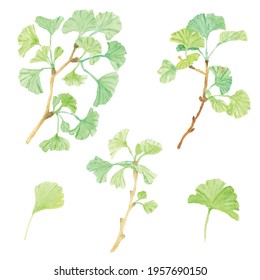 watercolor green ginkgo leaf branch collection