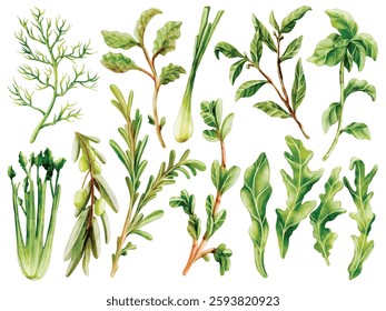 Watercolor Green Herbs and Leaves Illustration Set, Botanical, Fresh, Organic, Culinary, Basil, Thyme, Rosemary, Dill, Oregano, Arugula, Parsley, Mint, Fennel, Healthy Cooking, Natural
